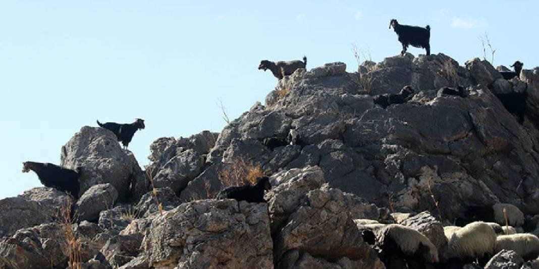 Yazın yaylada kışın şehirde! Göçerlerin yolculuğu başladı: 5 aylık maceraya ara vakti geldi 4
